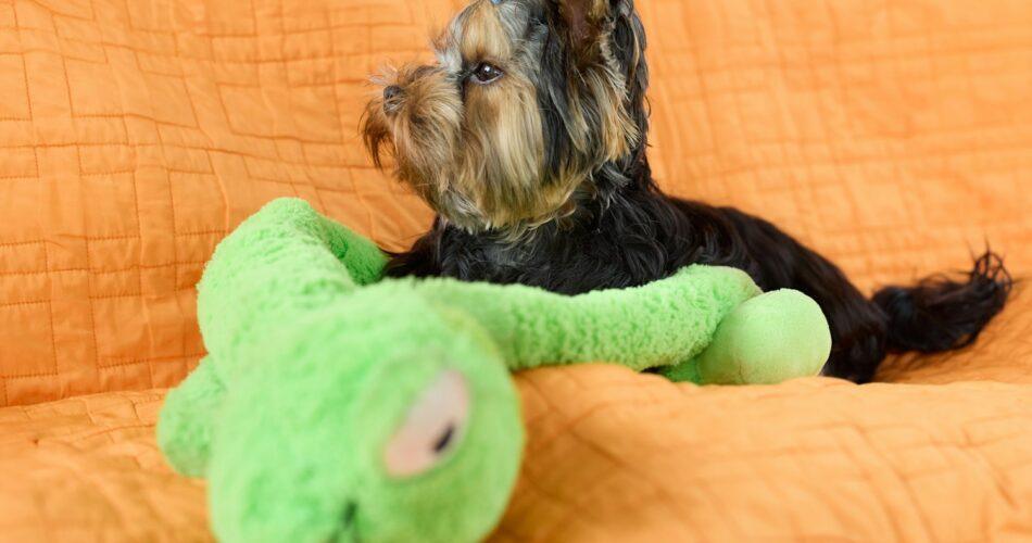 Yorkshire terrier puppy with a green toy.